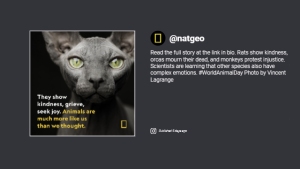 Instagram Feed - Layout 1 - digital signage template