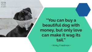 Veterinarian - Quotes - digital signage template